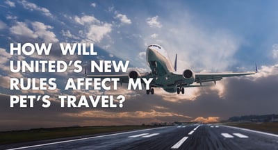 Uniteds-New-Rules-Affect-Pets-Travel-Blog