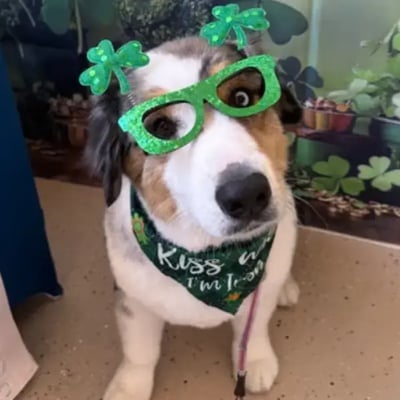 Baloo's Trip to Spain's pet