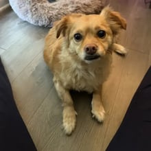 Bodhi's Trip to China's pet