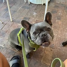 Loki's Trip to Cape Town's pet