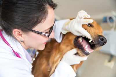 Vet inspecting dog's teeth