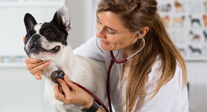 Vet with French bulldog