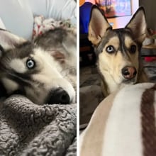 Wellington &&nbsp;Keeva to Milan Italy's pet