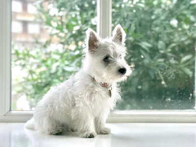 White West Highland Terrier on window sill