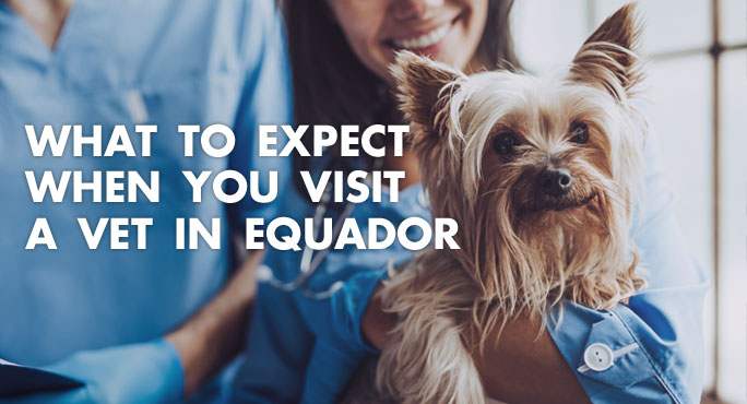 What to Expect When You Visit A Vet in Ecuador https://www.starwoodanimaltransport.com/blog/what-to-expect-when-you-visit-a-vet-in-equador
