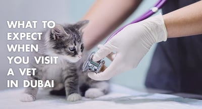 What-To-Expect-When-You-Visit-Vet-Dubai-Blog.jpg