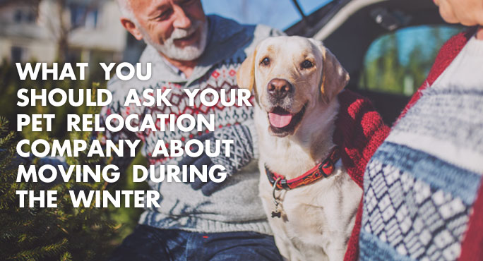 Couple with their dog in hatchback of car asking questions about a pet relocation company for a winter move