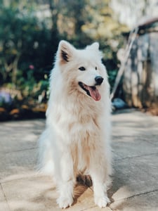 White shepherd sitting outside