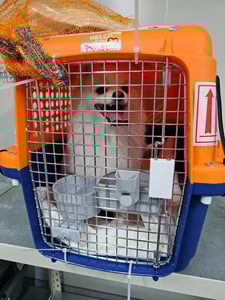 Small white dog inside an orange and blue travel carrier