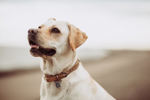 Yellow labrador retriever