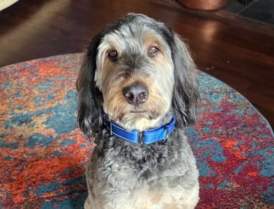 Tricolor curly haired dog sitting on a colorful rug