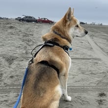 Argos & Sakara's Trip to Portugal's pet