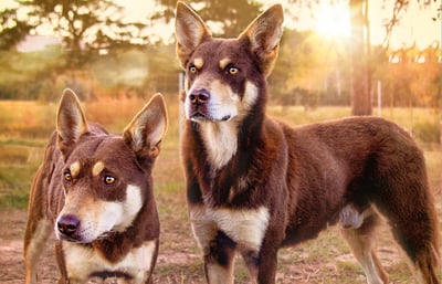 Two dogs standing in the Australia outback.