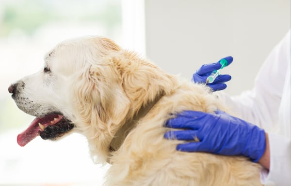 Dog getting a vaccination for pet travel to Australia.