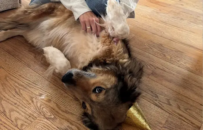 Dusty & Mr. Cuddles's pet