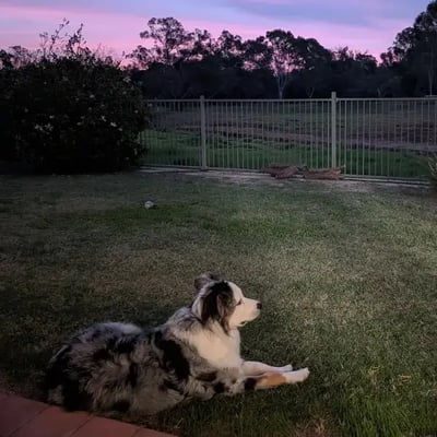 Huxley's pet