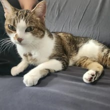 Azula's Trip to Australia's pet