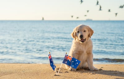 Puppy on the beach sitting in the sand with an Australian flag.