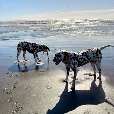 Juno & Stubbs's pet