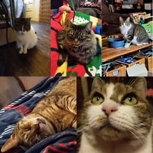 Rusty, Bella, Bruce, George, & Sadie's pet