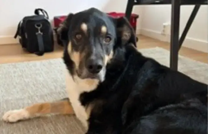 Ben's pet