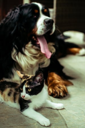 bernese mountain dog and calico cat