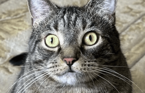 Cat settling into its new home in France after traveling with Starwood Pet Travel.