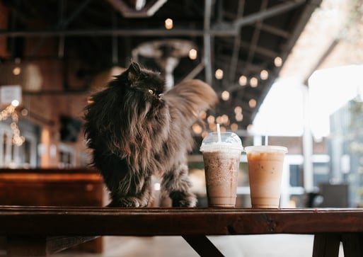 black Persian cat at a cafe