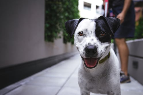 black and white speckled dog