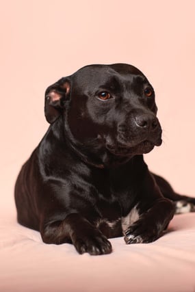 black dog laying down