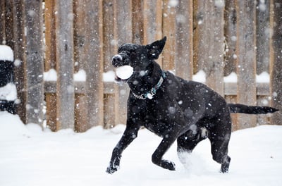 Black labrador running with a snowball in its mouth