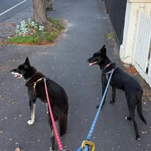 Howard & Guinness's pet