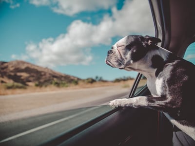 boston terrier road tripping