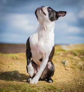 Boston terrier dog outside