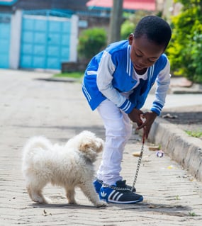 boy walking white dog