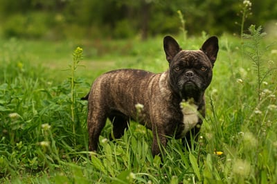 Brindle french bulldog standing in a grass field