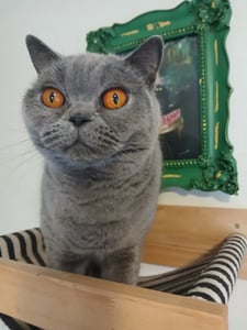 grey british shorthair cat