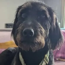 Bronte's Trip to Brisbane's pet