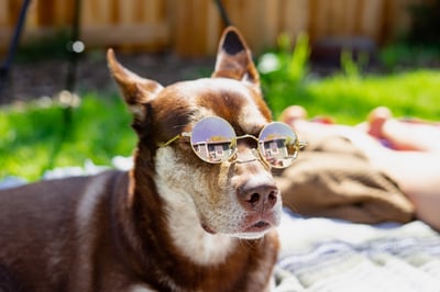 Brown dog wearing sunglasses sitting outside