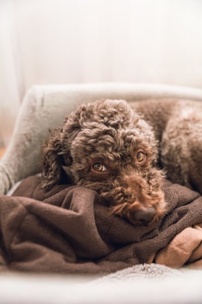 brown poodle in a bed with blanket
