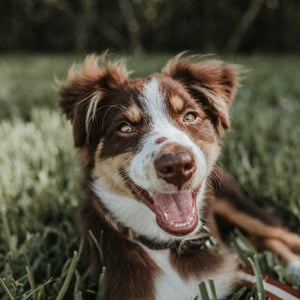 Brown collie laying in the grass