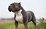 Extra large, grey and white bully dog