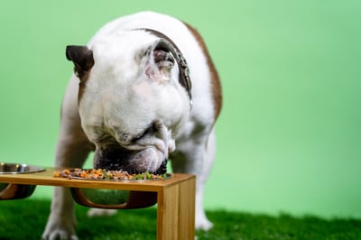 Bulldog eating food from a bowl