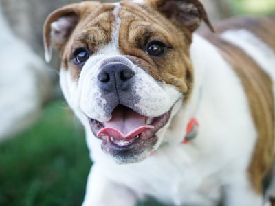 Bulldog puppy outside