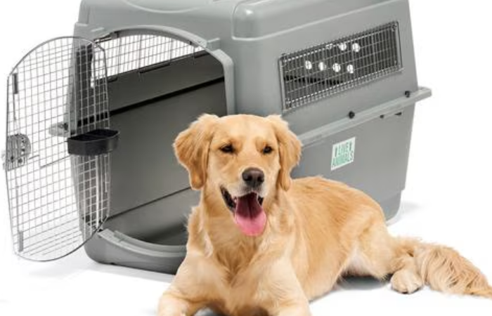 Dog sitting outside of sky kennel preparing for international pet travel.