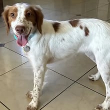 Sadie and Britney's Trip to the UK's pet