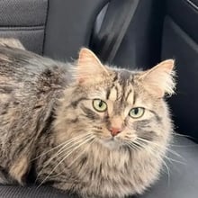 Cassie & Kiki's Trip to England's pet