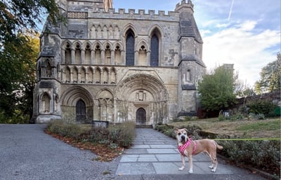 Dog standing in front of a castle in Europe.
