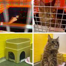 Ziggy & Friday's trip to the UK's pet