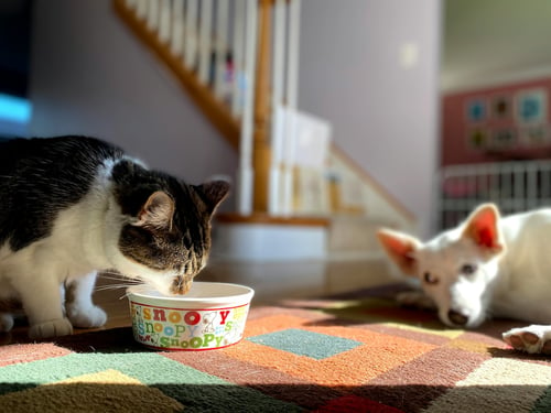 cat eating from bowl and dog watching
